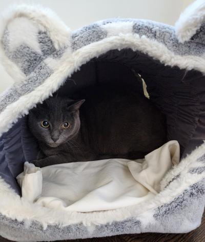 Smokey the cat in an enclosed cat bed
